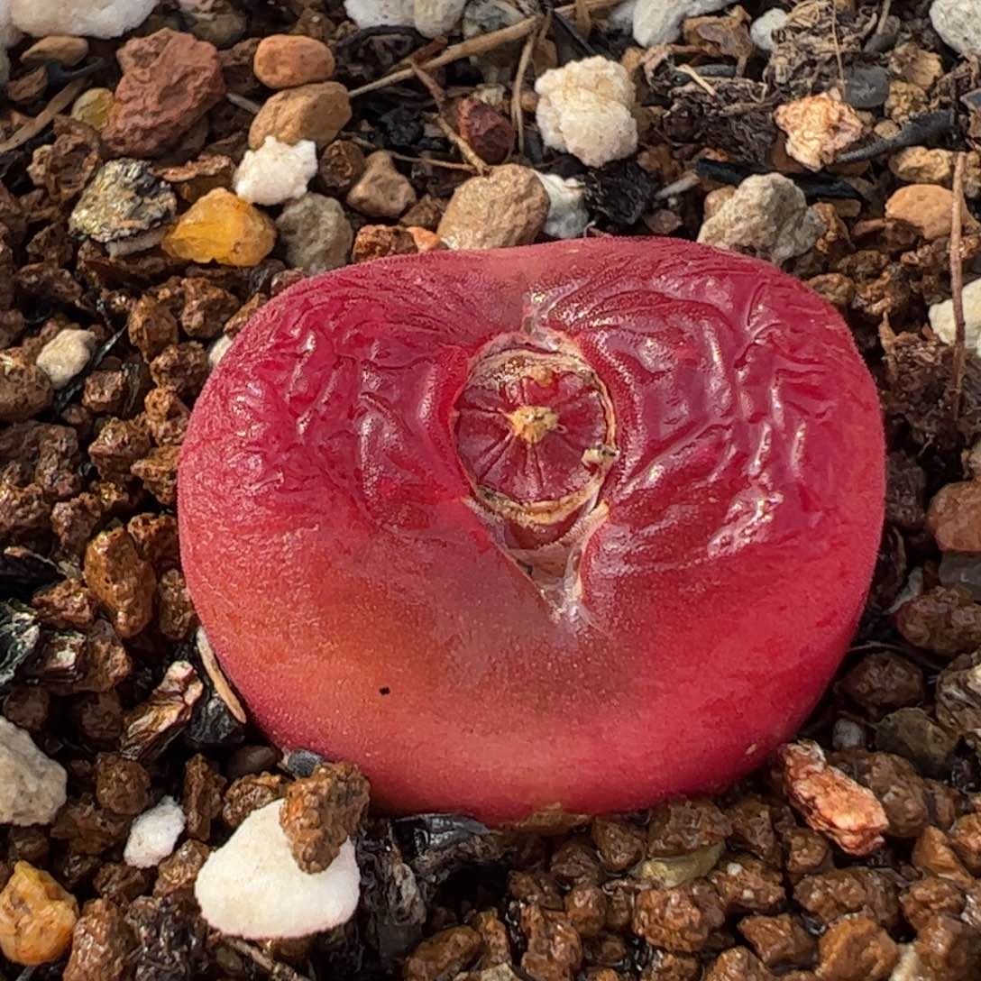 412多肉植物百科