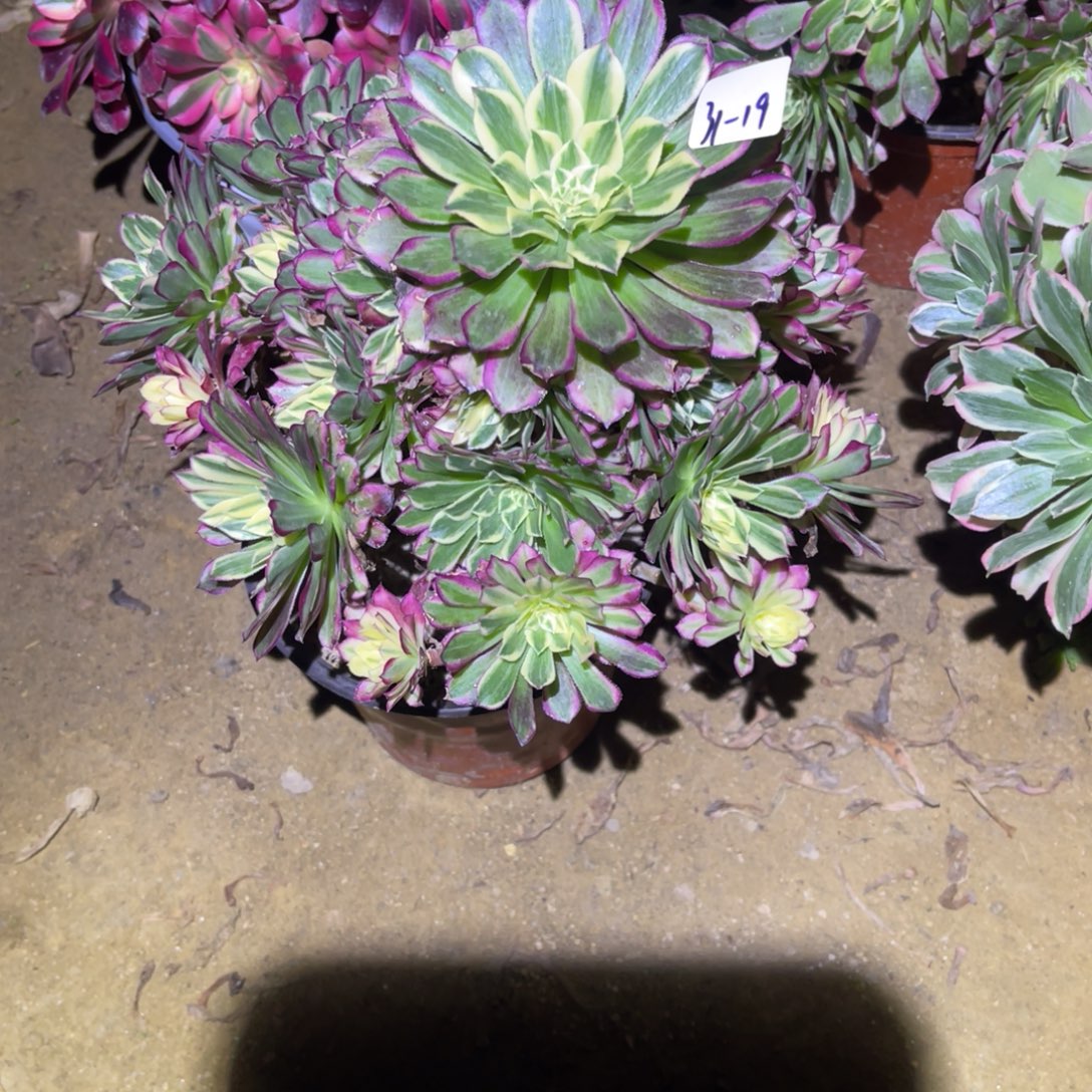 12-31-19天和法师锦