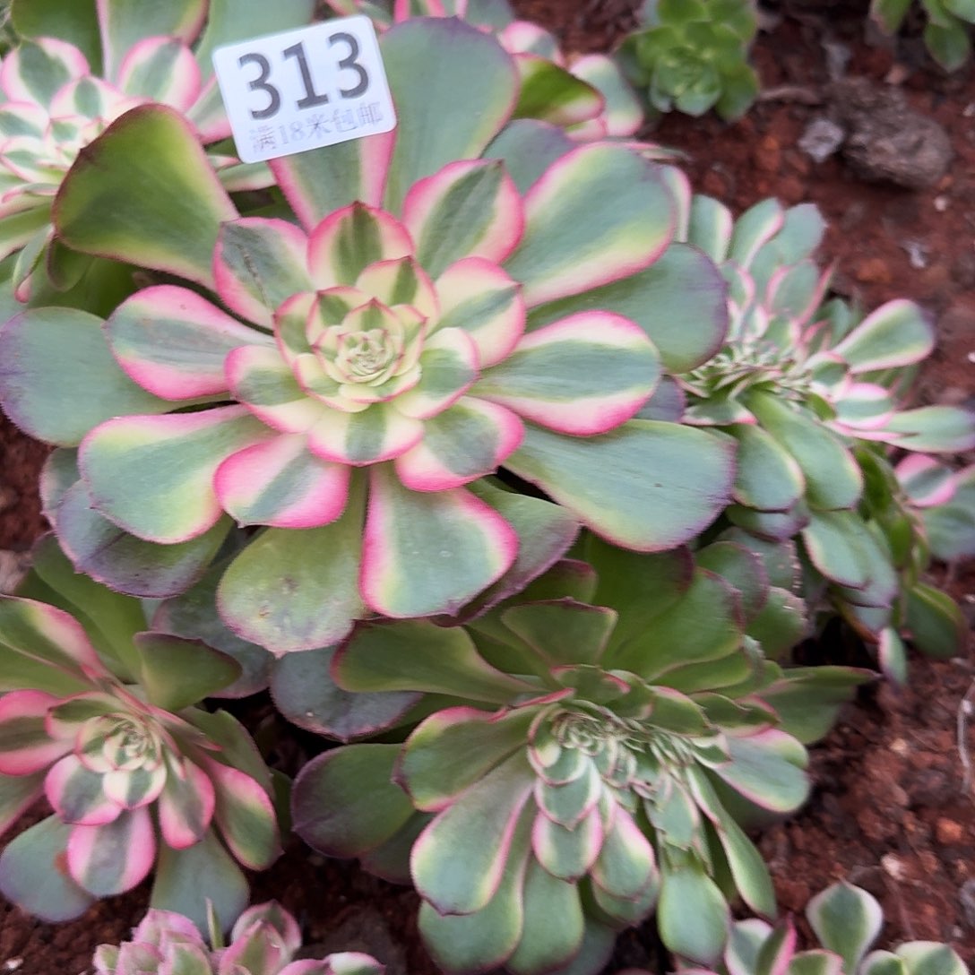 313荔枝朵朵缀25以上冠服