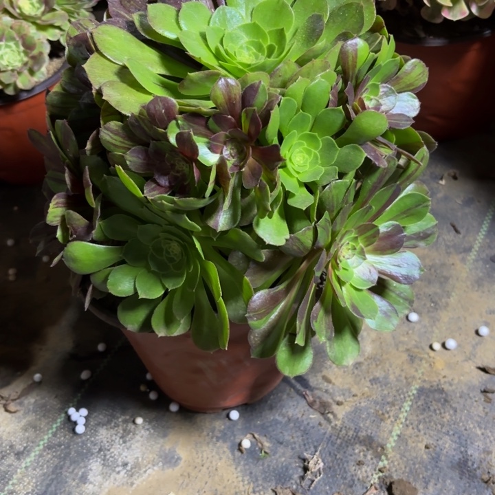 瑞妈，，，，。。。。110花月夜，