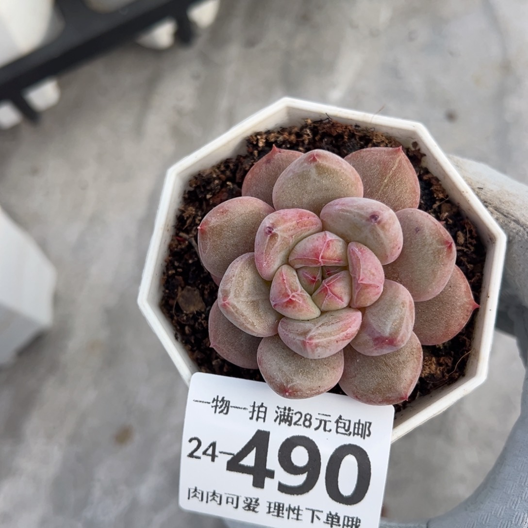 小粉象多肉多肉多肉多