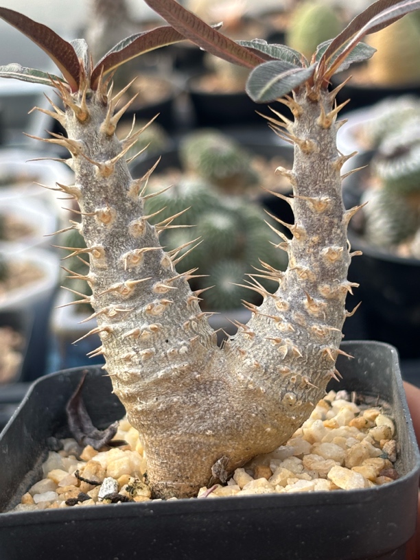 凯蒂棒槌双头带盆发货