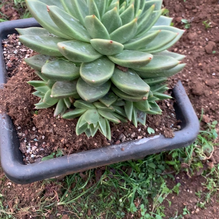 朱***8每周特价活动开始了