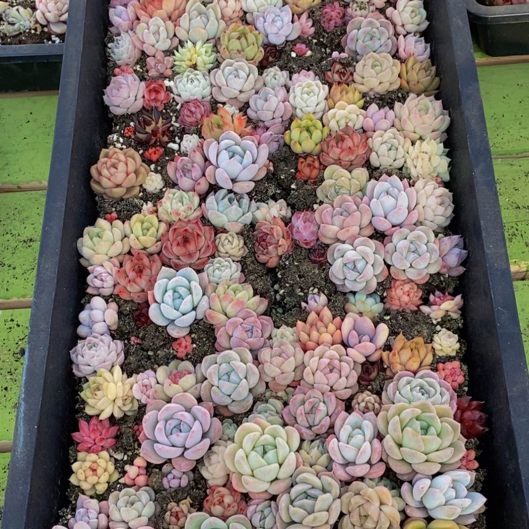 094多肉植物保护研究所所长助理