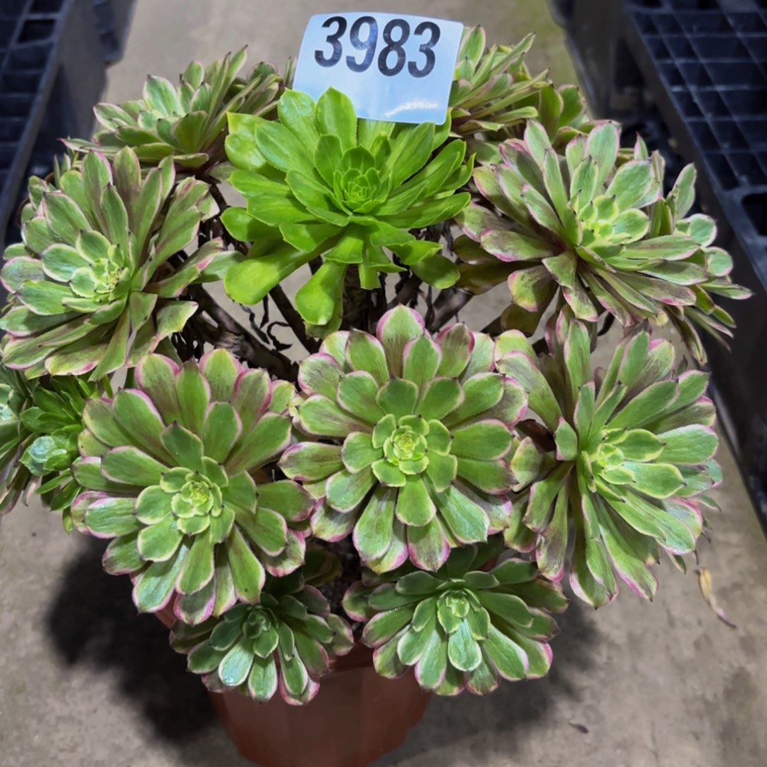 无花朵3983粉袋11111111