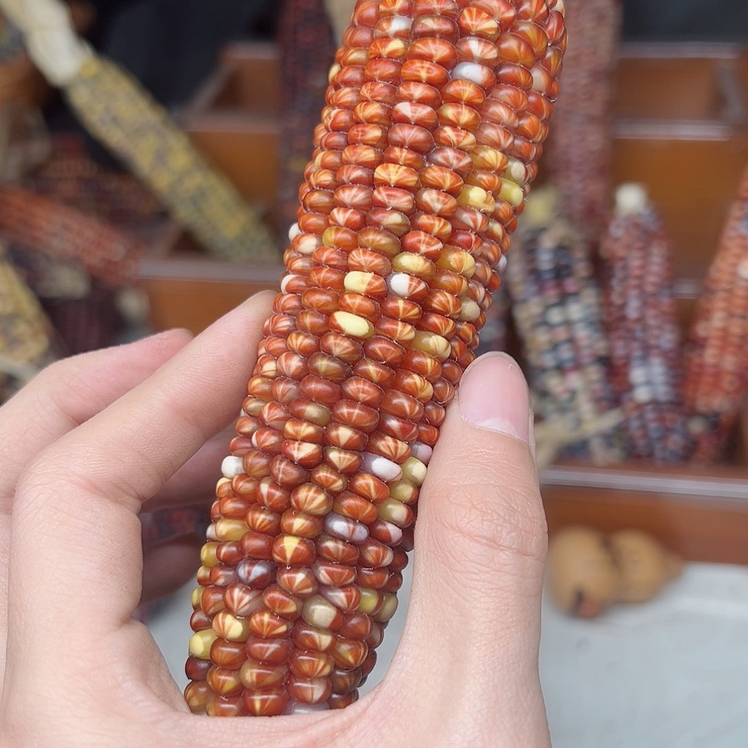 玄文玩玉米毛料精品