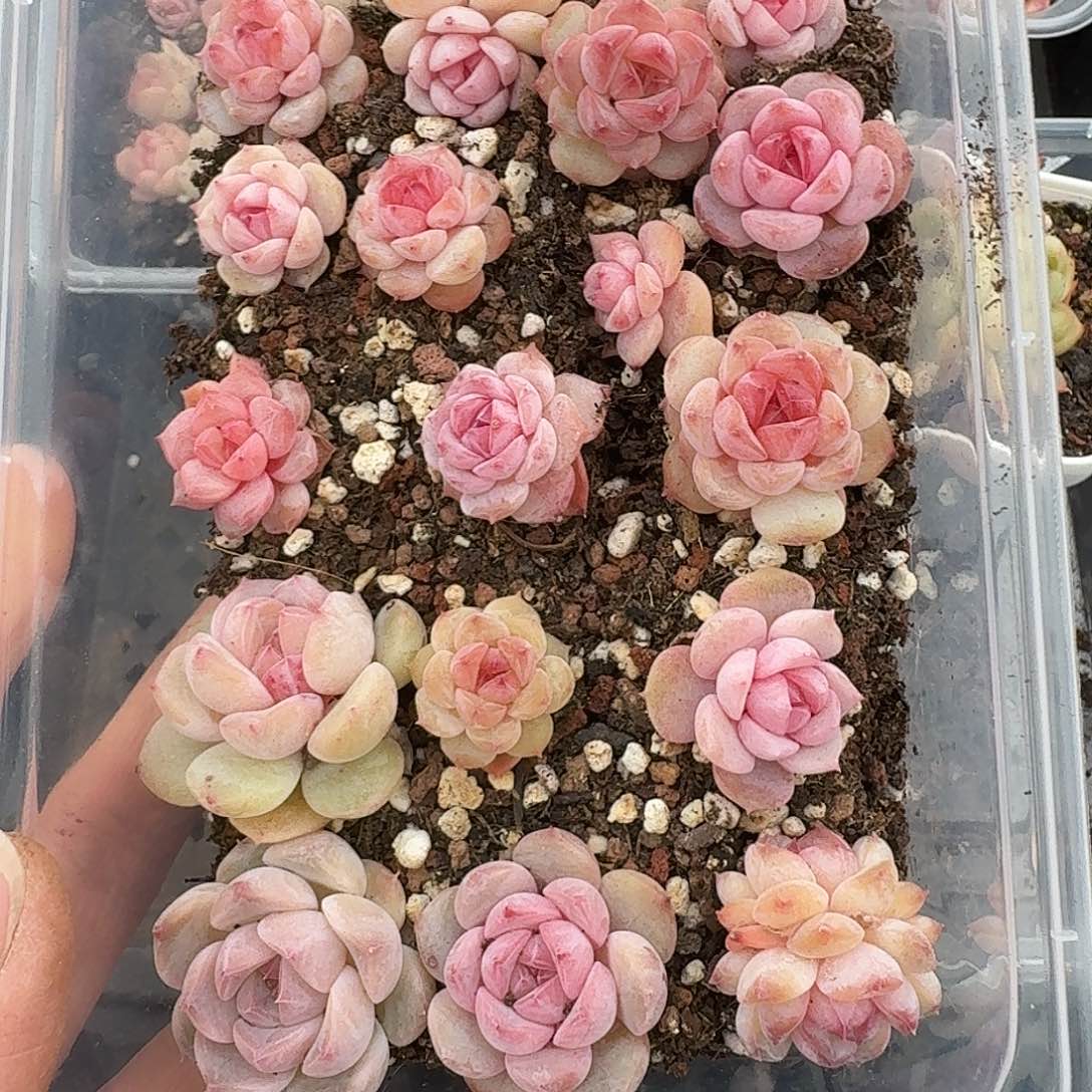 杂交新品珍妮多肉1160