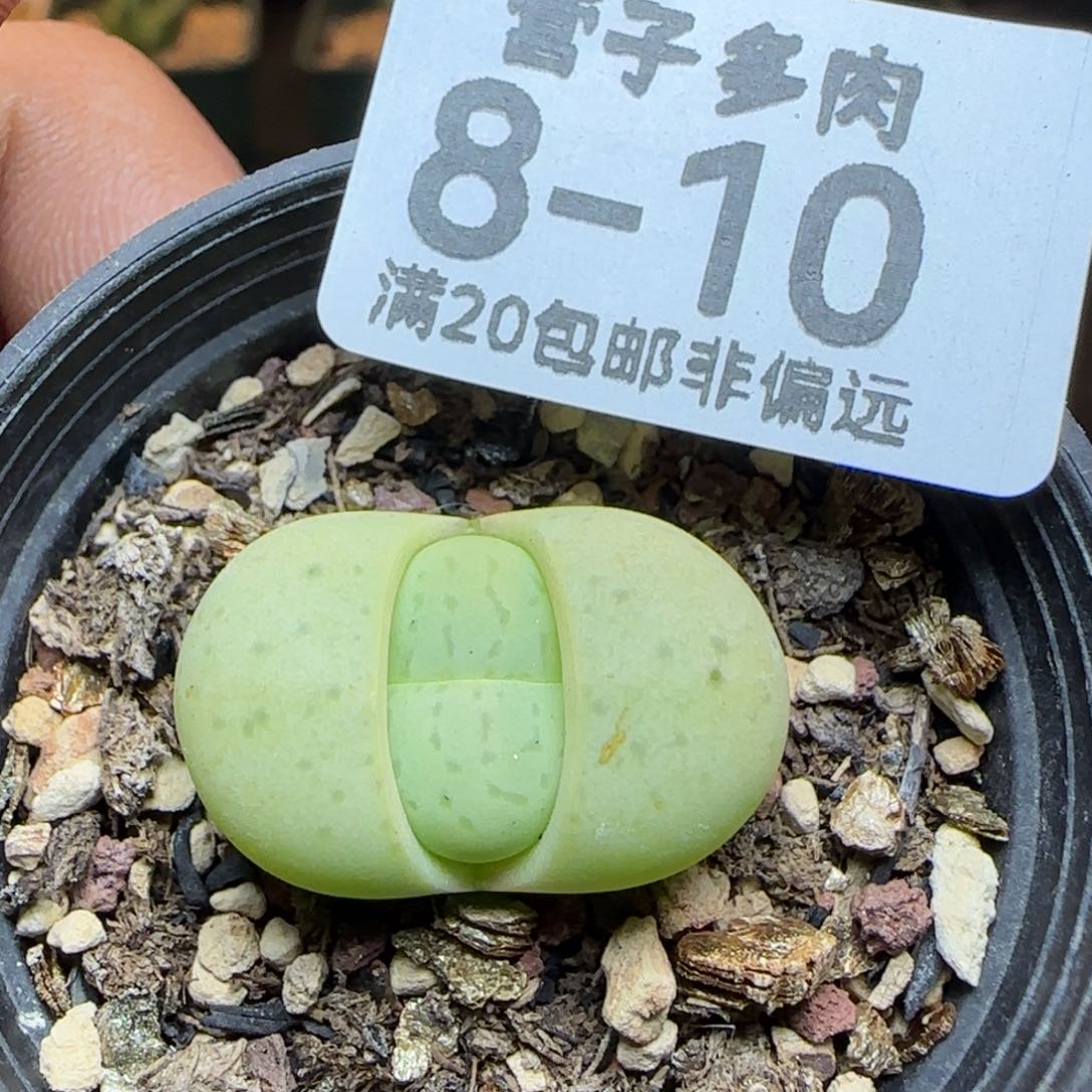 绿灵耀带盆土。      