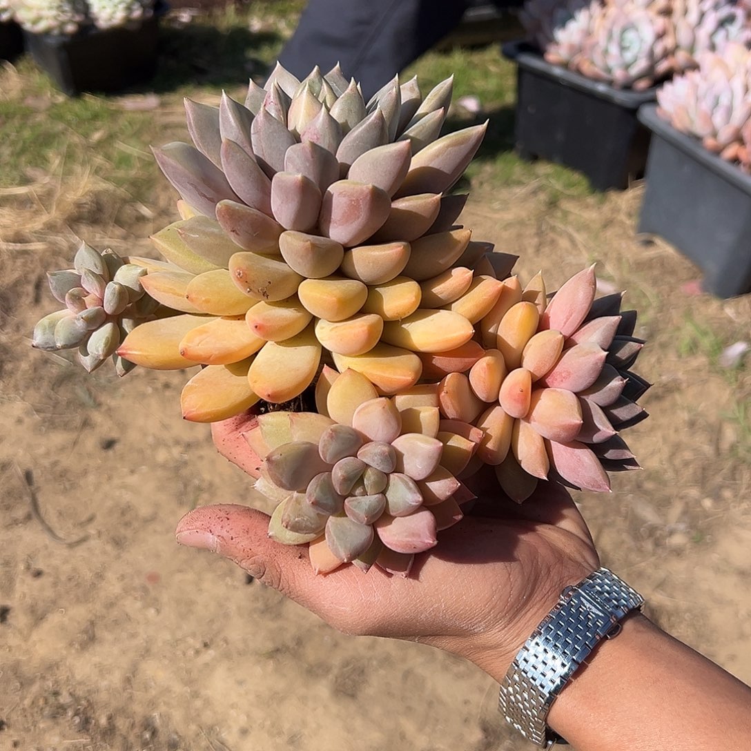 模特象牙多肉。     