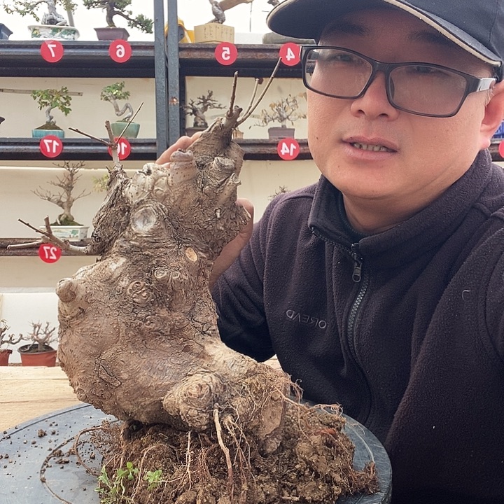 老****无花朵小叶榔榆一个