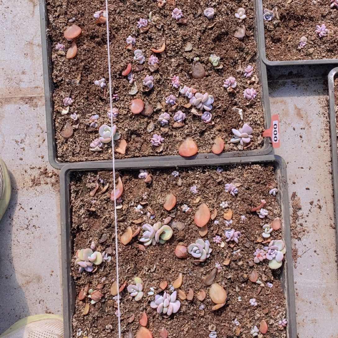 000 044奶茶苗两盘特惠不退不换。