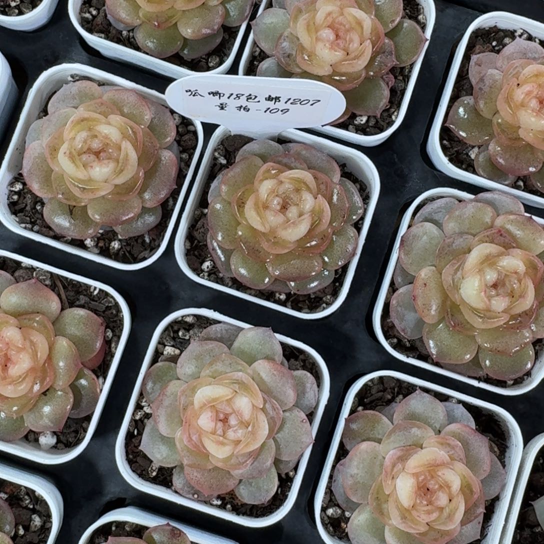 1207-109-猫眼一颗量拍