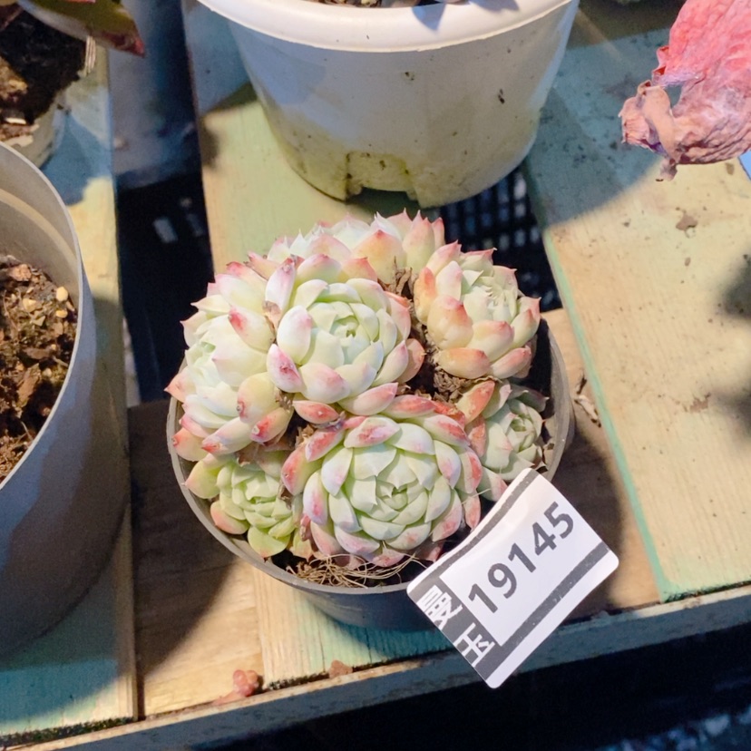 【闪购商品】杂19145