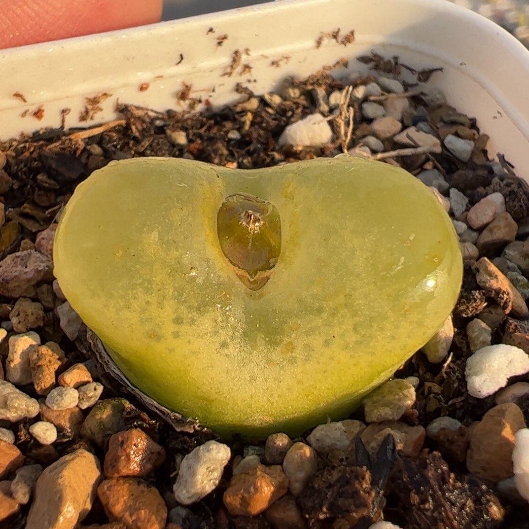 多肉植物百科2.2厘米