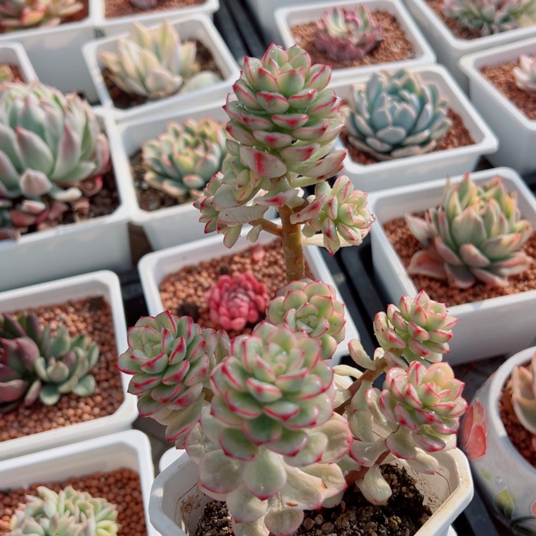 探戈锦，覆轮锦群生