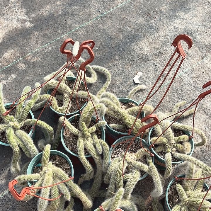 九尾狐四棵包邮包邮包邮