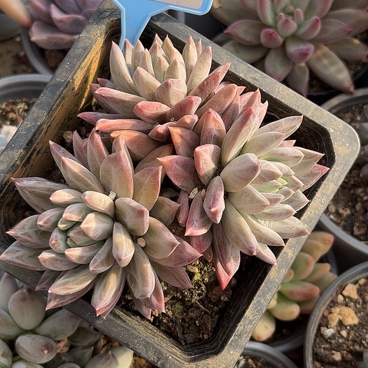 幻影一物一拍056.