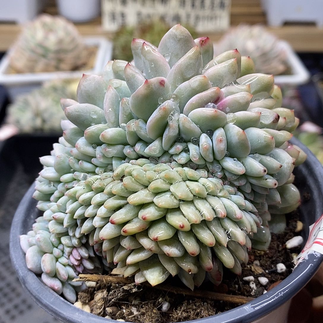 01222 橙梦露锦缀