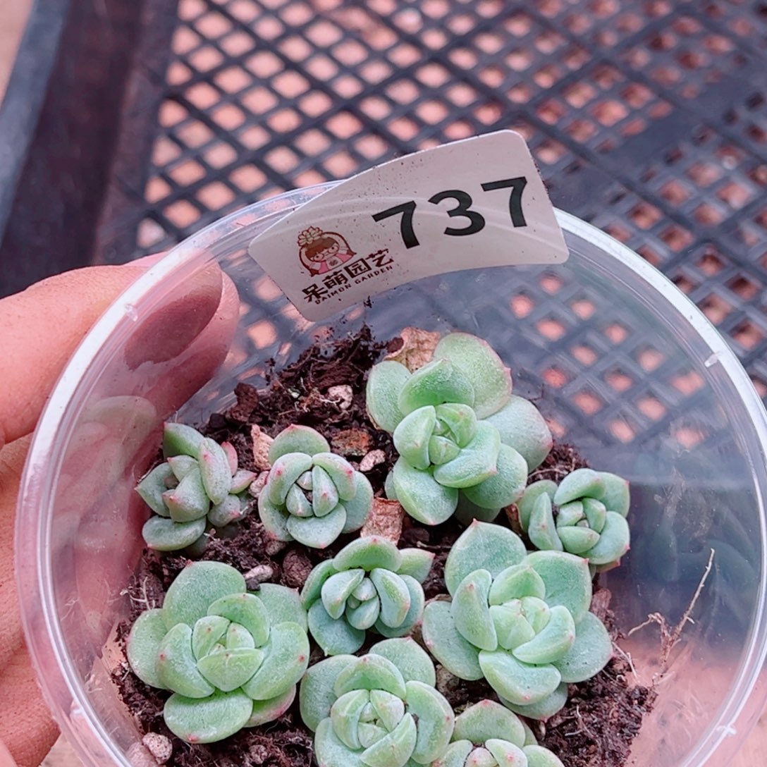 多肉植物多肉植物