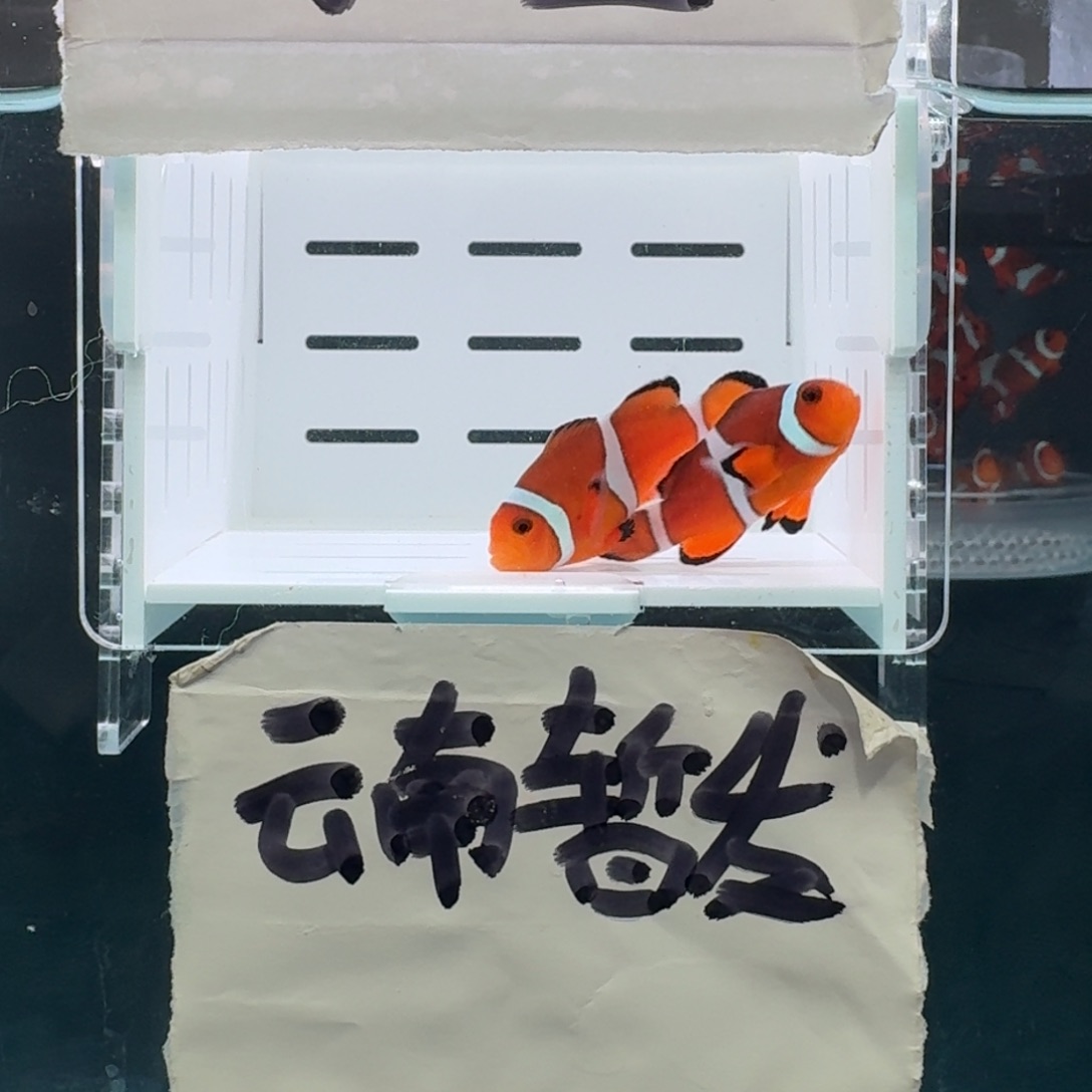 海水鱼4+配4.5+精品黑边公子一对