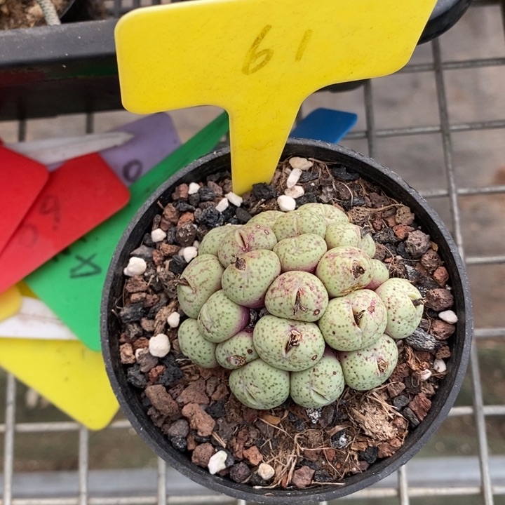 伯克利和格蕾特等著名音乐人