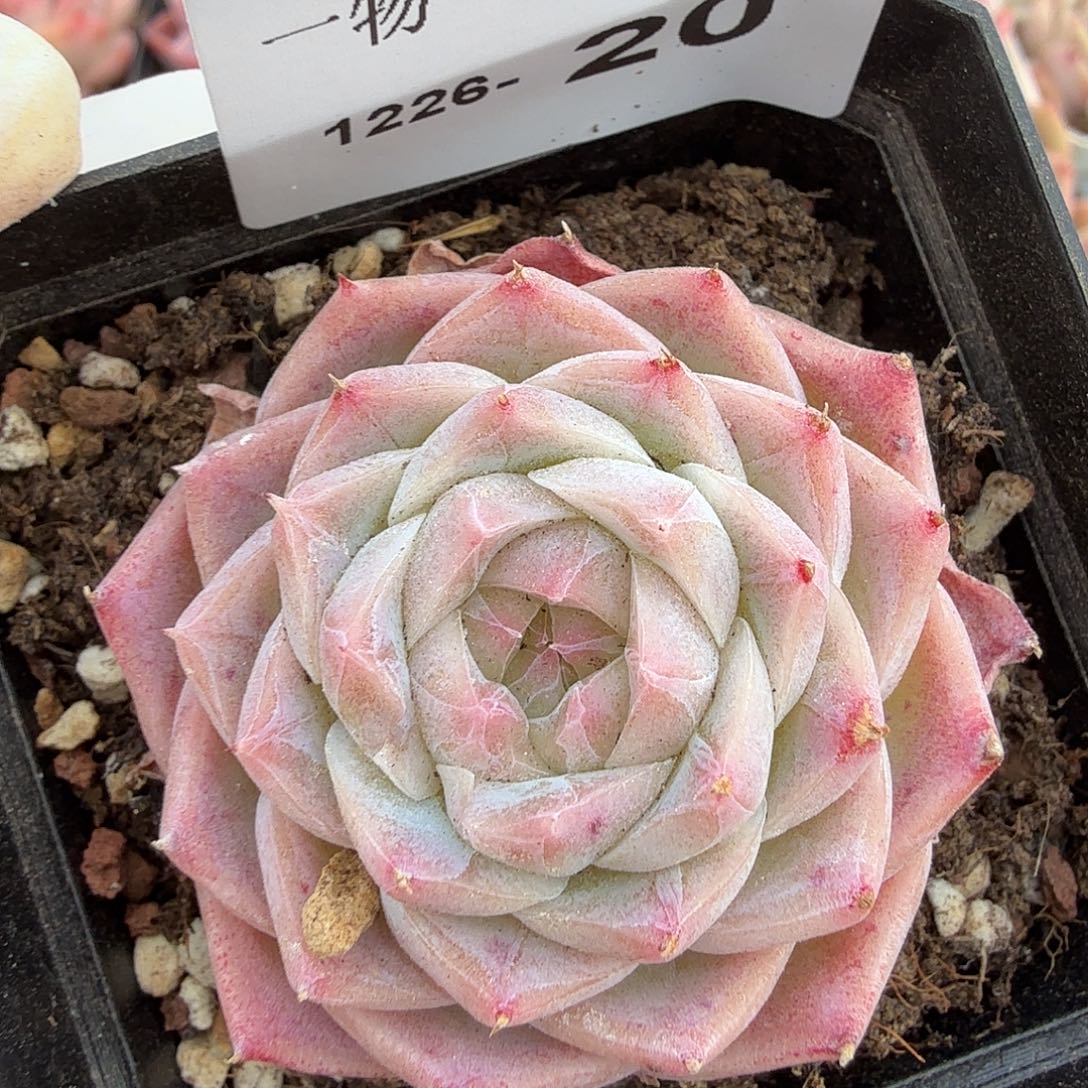 1226-20多肉一物一拍