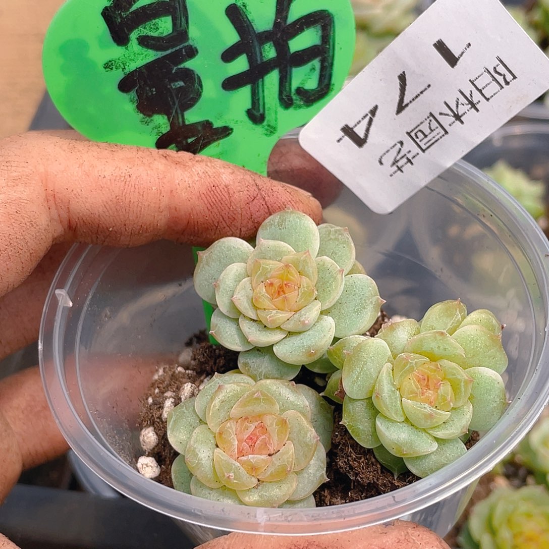 多肉植物多肉植物174
