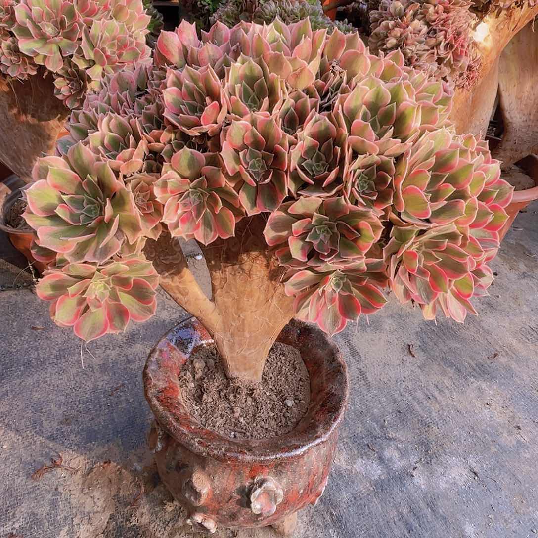 【闪购商品】无花朵女神朵朵