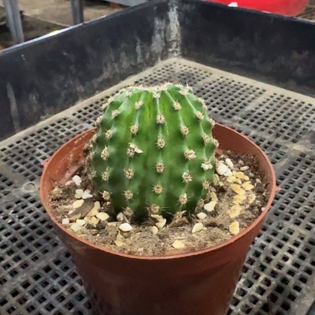 z***2马丙仙人球一颗，开花美