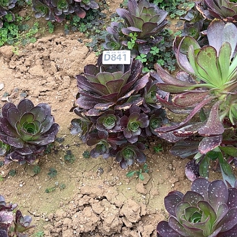 841枚金玫瑰不包断枝