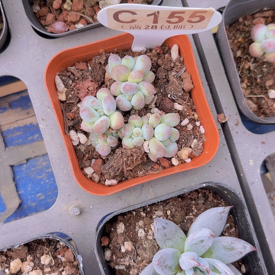 C155萤火虫一物一拍