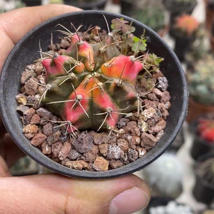 实生花蝴蝶牡丹锦特价