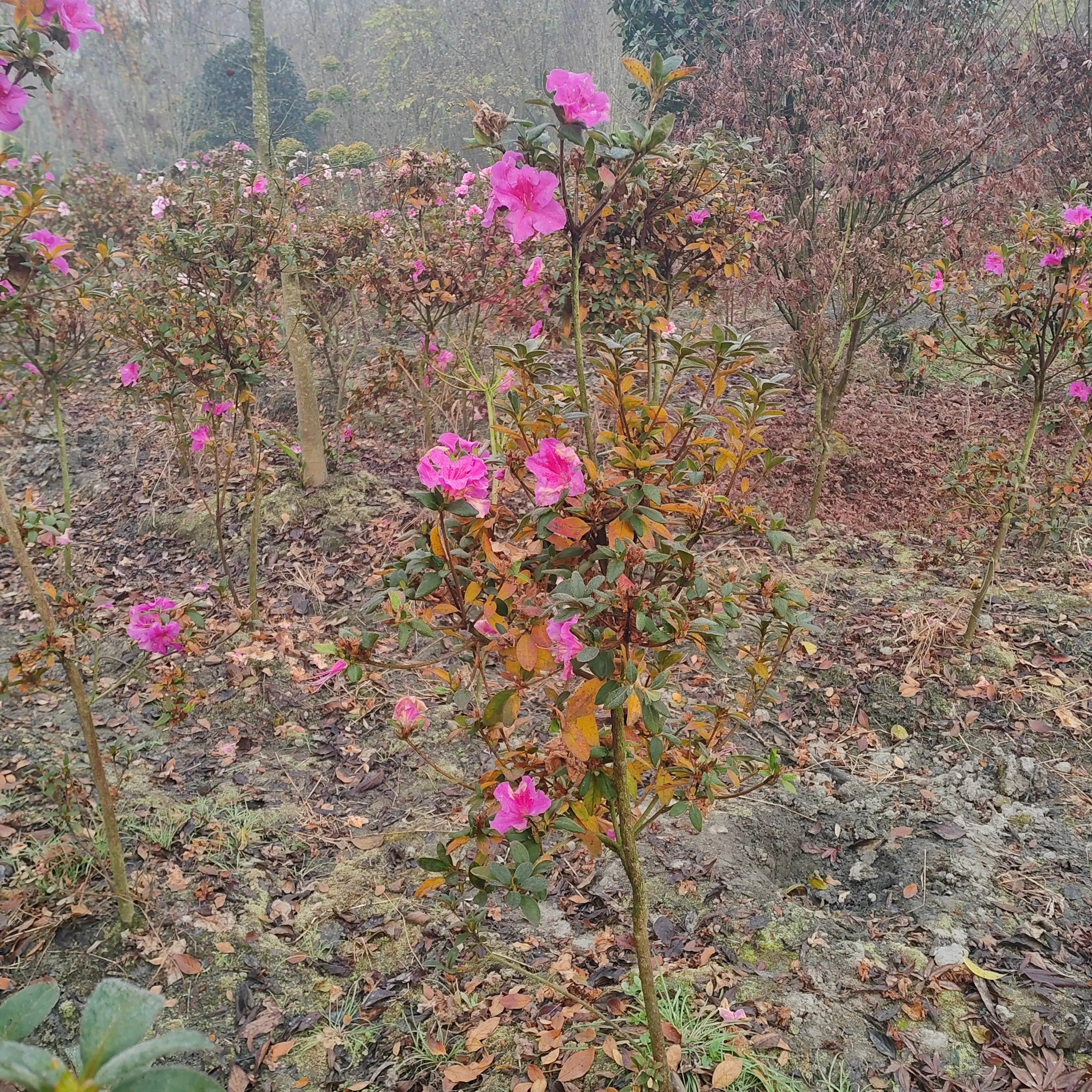映山红；可盆栽可地栽。
