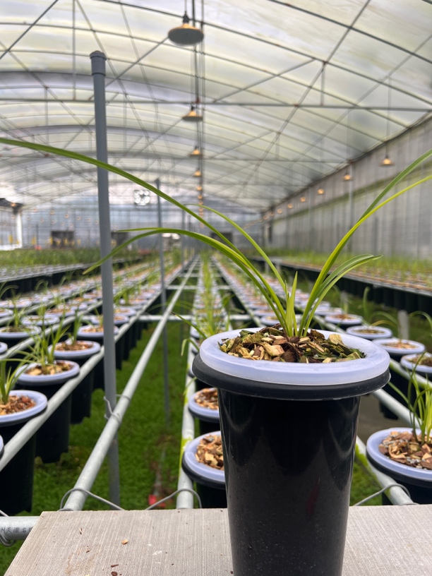 兰花春兰霞光中透艺花艺双全国兰铭品好养易活绿植园艺盆栽