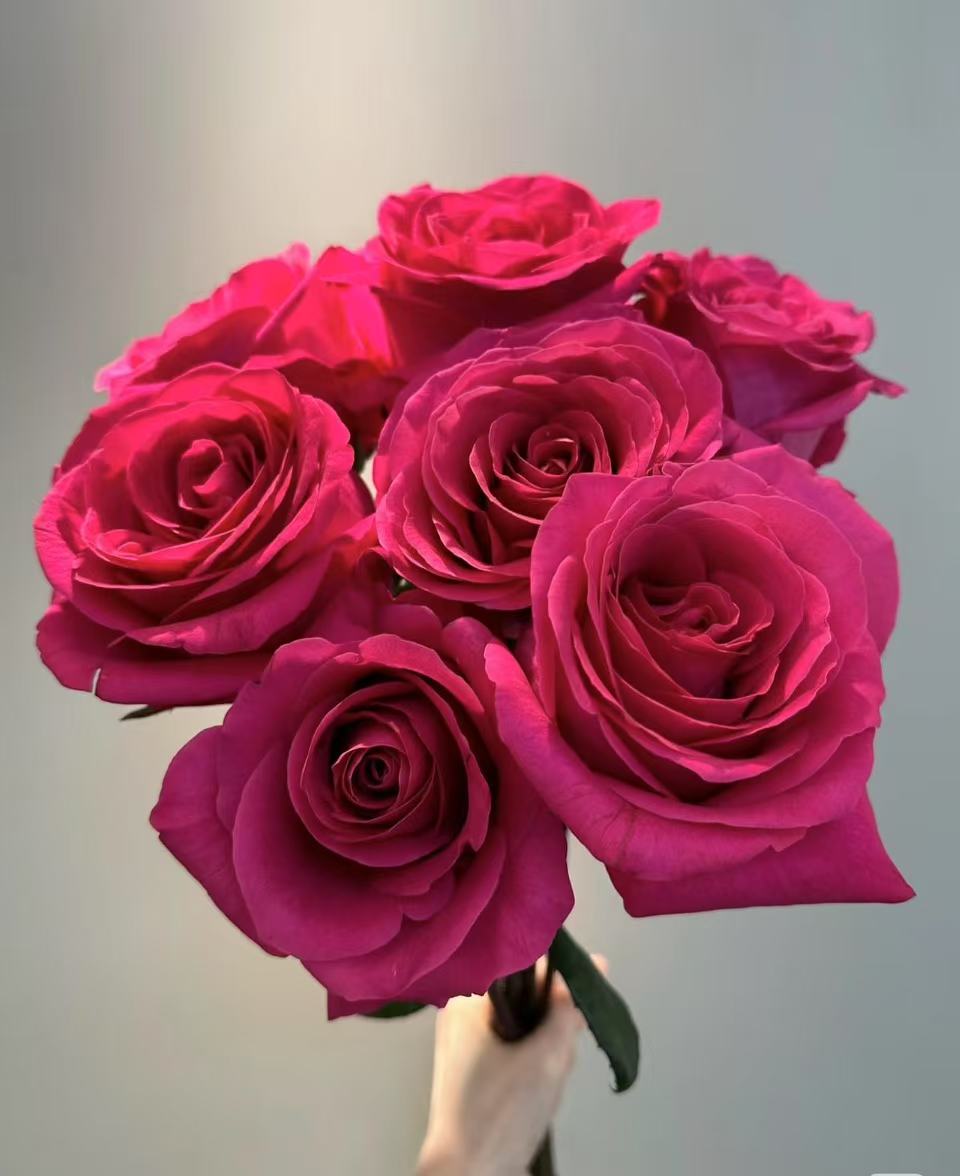 弗洛伊德10支  任意2单鲜花升级顺丰/德邦