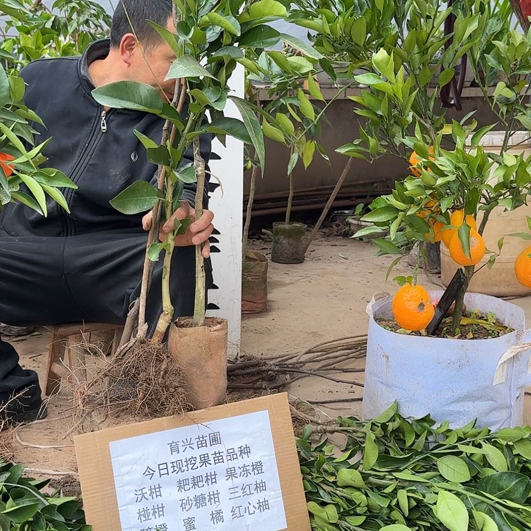 完全开放果树苗组合