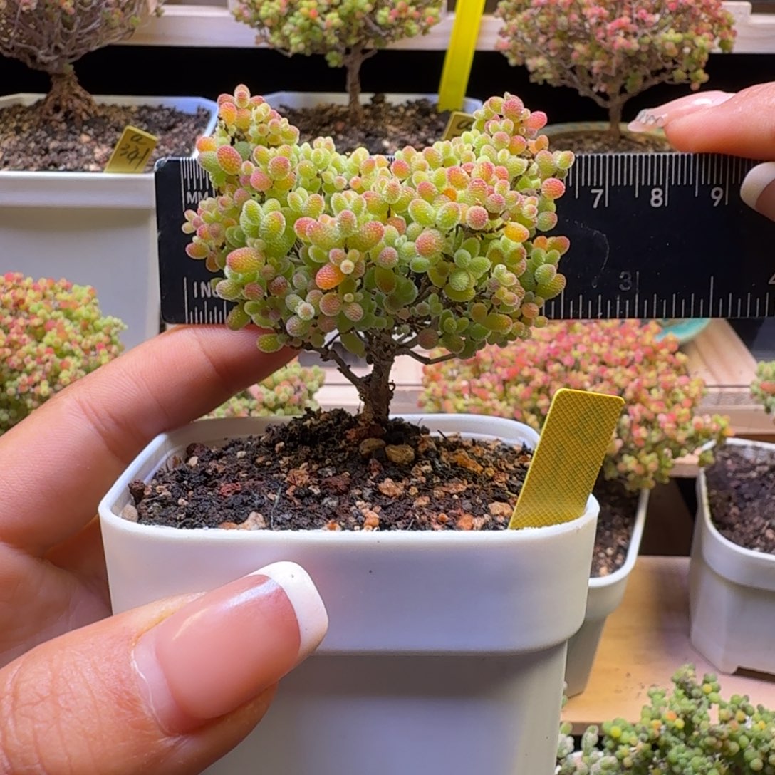 a136后蜜橘冠服6.5厘米左右猫猫头造型