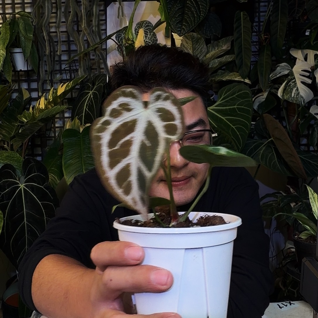 完全开放X129银虎杂超级银