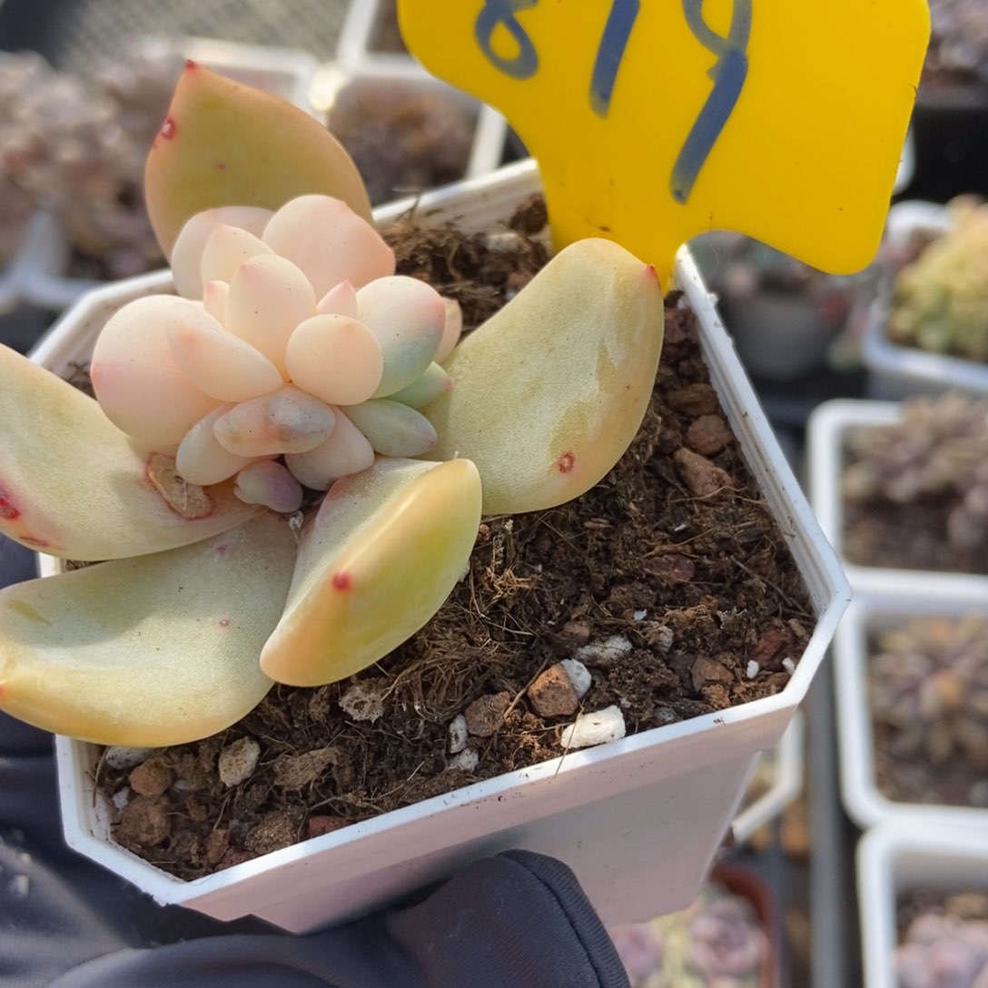 879梦露锦多肉植物保护