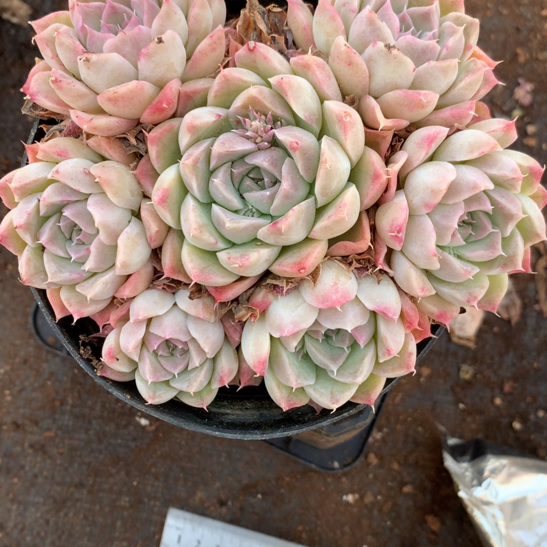 8223杂交多肉老桩