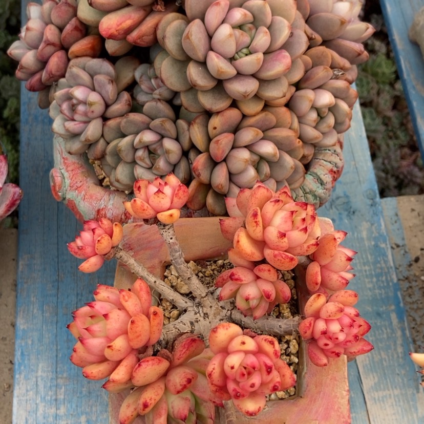 【闪购商品】红狐东云