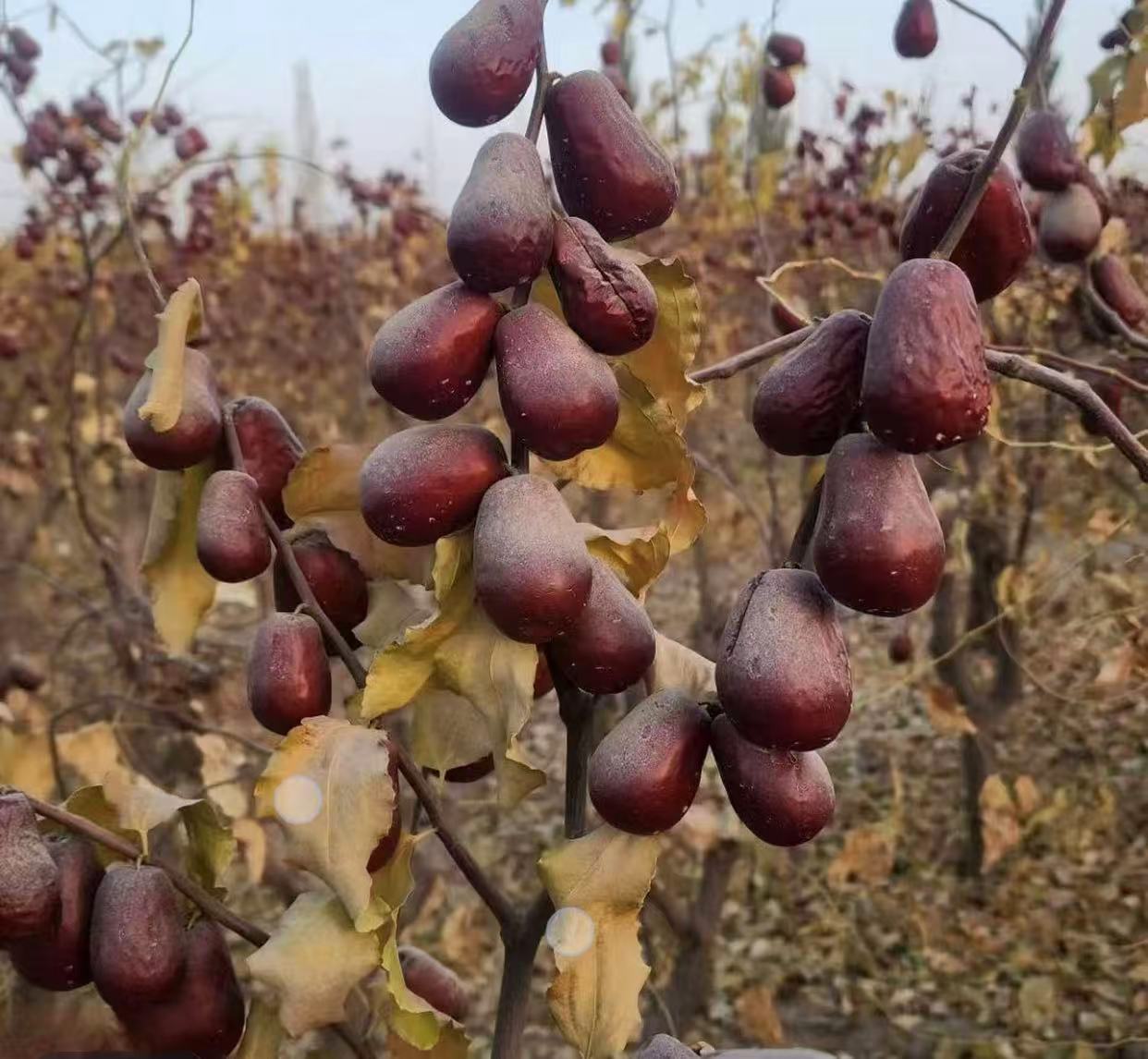 【和田大枣】一，二级果 混装 大果 精选果 吊干 足干