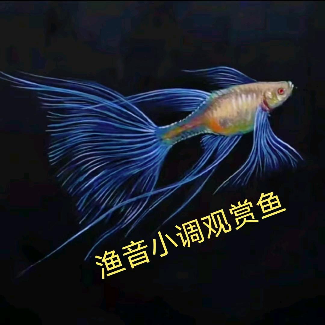 精品孔雀鱼直播专用链接（无开箱视频，不售后）