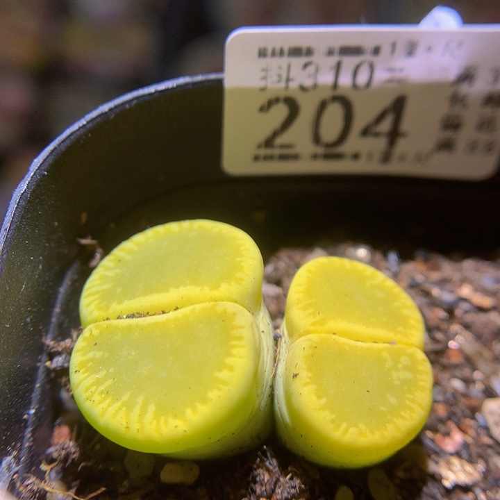 精品生石花310.204