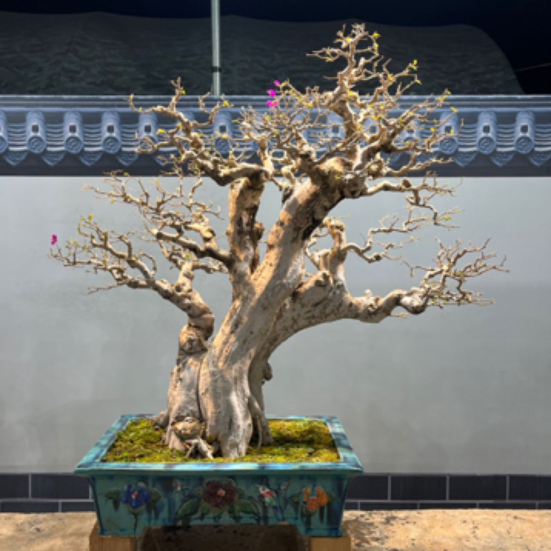 三角梅小叶紫【岭南年功盆景】