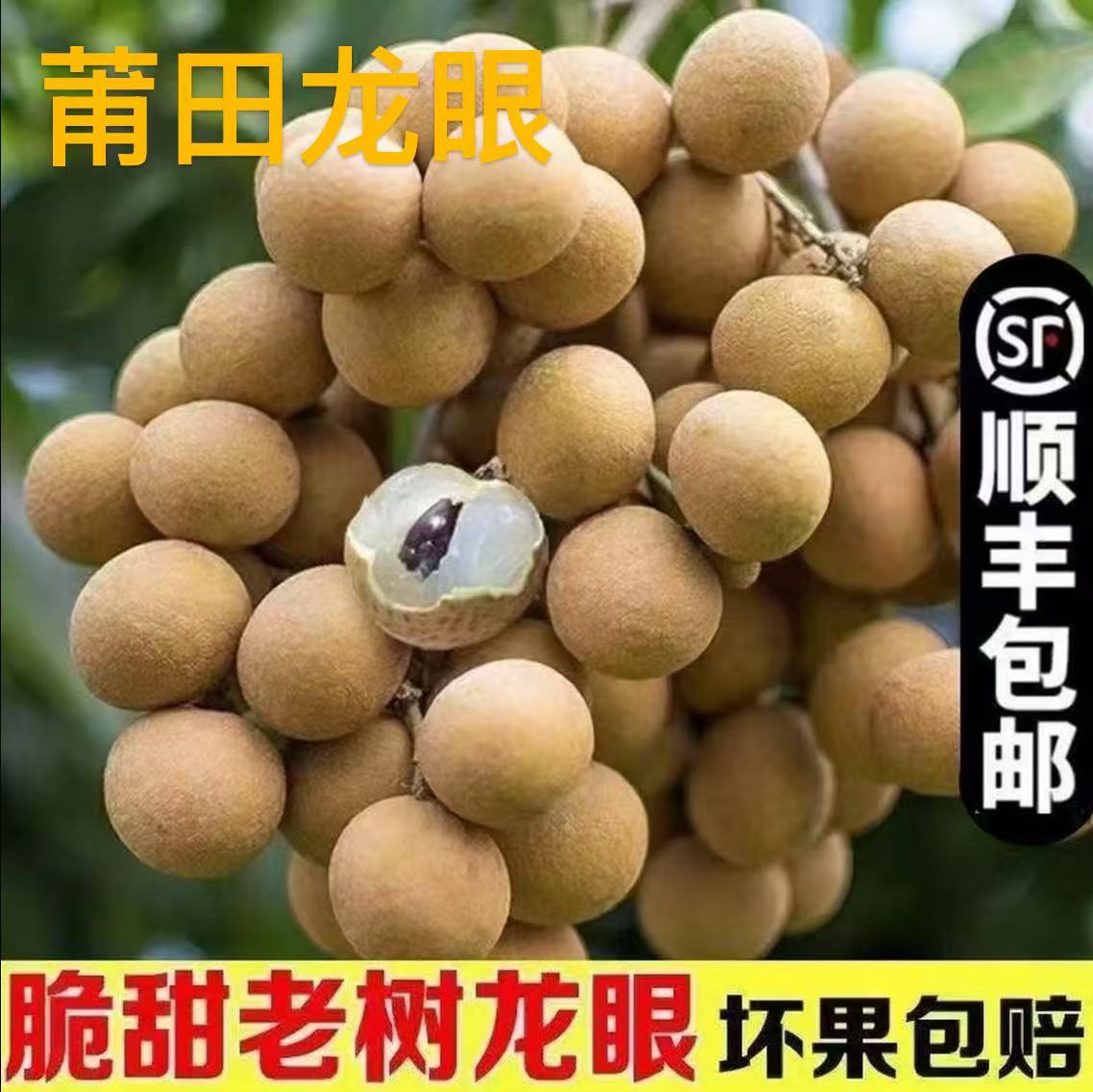 莆田特产乌龙岭龙眼现摘现发无农药水果果肉厚龙眼新鲜批发直播
