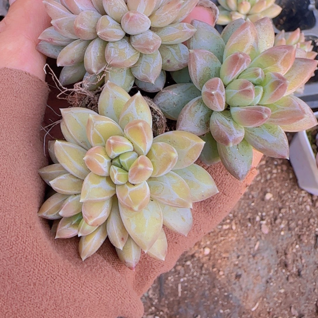 伊卡鲁斯十棵一组多肉