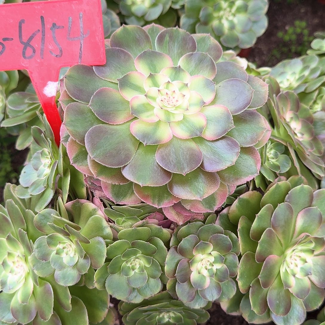 3-8154荔枝多肉法师