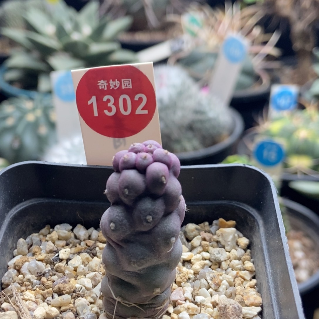 实生紫皮习志野1.8cm