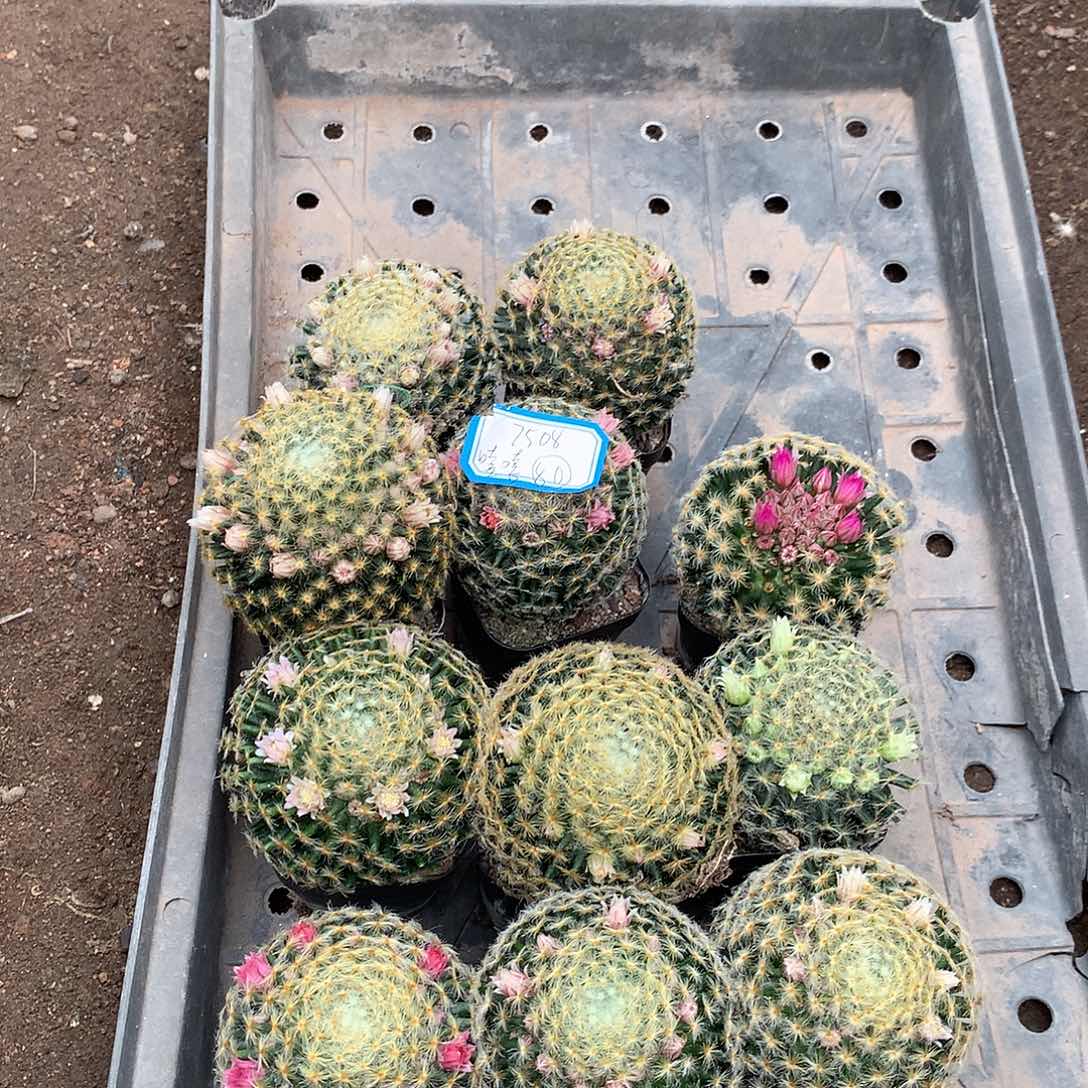 明星80元带盆土发